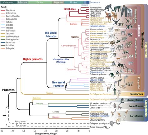 Evolutionary Changes In Primates Lab Answers