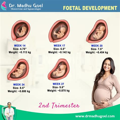 Ewc 2nd Trimester 2014