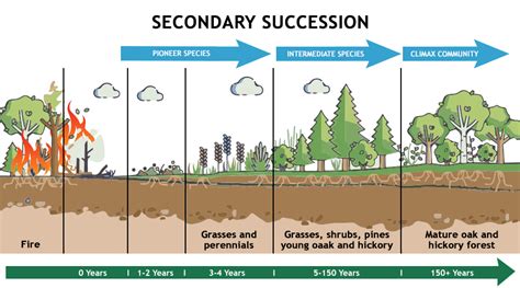 Examining Stages In Ecological Succession The Biology Corner Succession Biology Worksheet - Succession Biology Worksheet
