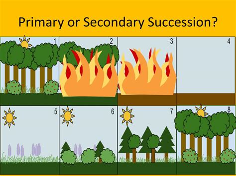 Examining The Stages Of Succession The Biology Corner Succession Biology Worksheet - Succession Biology Worksheet