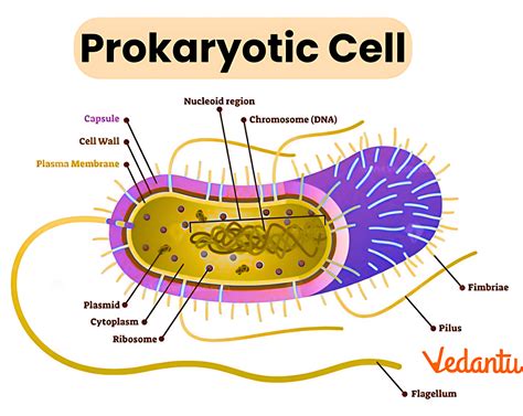 Example For Prokaryotes