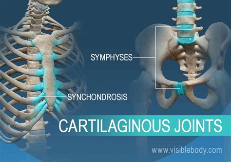 Example Of A Cartilaginous Joint