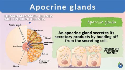 Example Of Apocrine Gland
