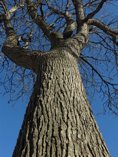 example of big trees