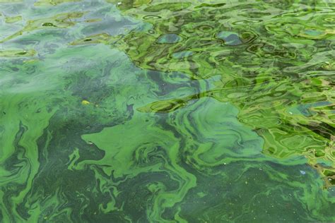 example of blue green algae is in