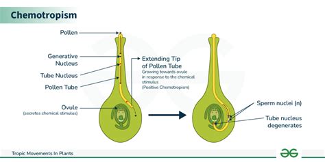 Example Of Chemotropism