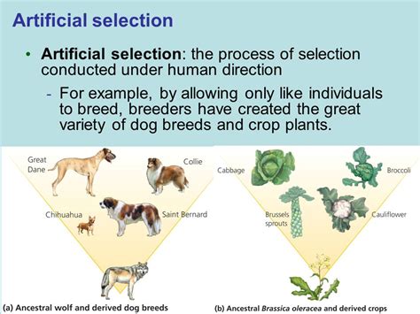 example of natural selection and artificial selection example of absolute dating