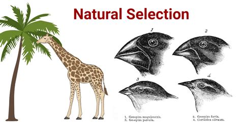 example of natural selection in animals