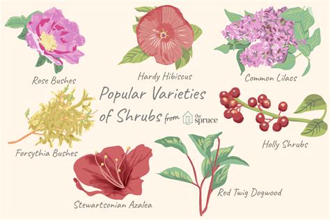 example of shrubs with name