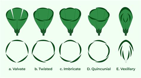 Example Of Valvate Aestivation