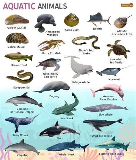 Examples Of Aquatic Mammals