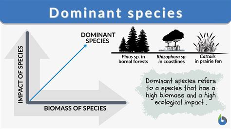Examples Of Dominant Species Sciencing Dominant In Science - Dominant In Science