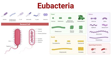 Examples Of Eubacteria