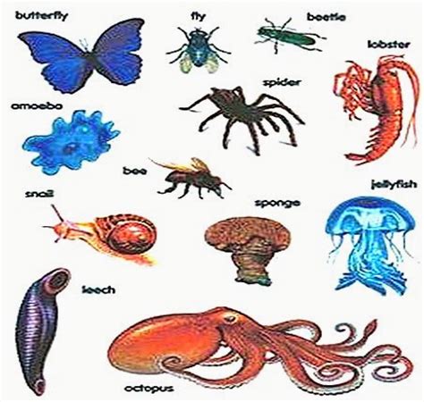 Examples Of Invertebrates