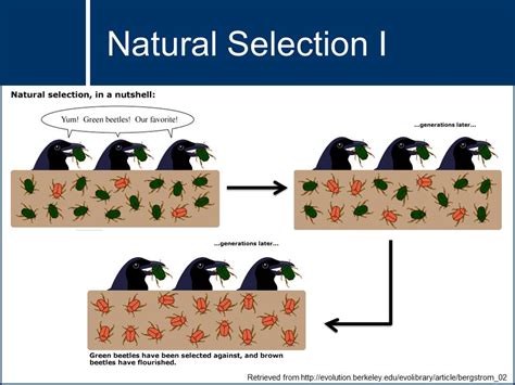 examples of natural selection evolution