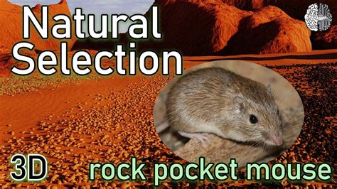 examples of natural selection in pocket mice