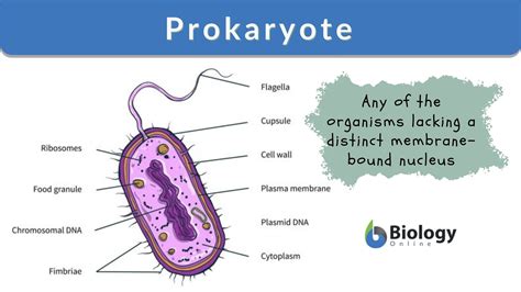 Examples Of Prokaryotic Cells