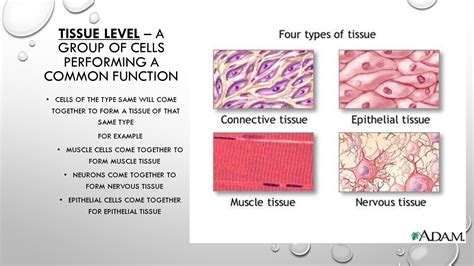 examples of tissue level of organization