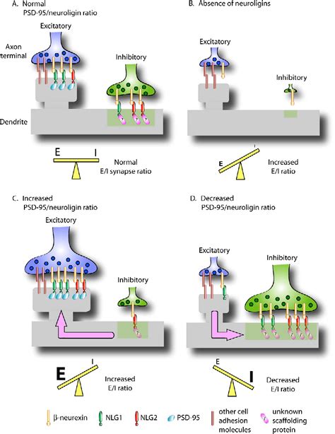 excitatory inhibitory balance synapses circuits systems