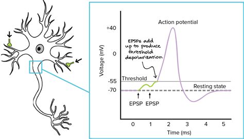 Excitatory Postsynaptic Potential