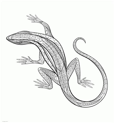 Exciting Lizard Coloring Pages For Kids Amp Adults Lizard Coloring Pages Printable - Lizard Coloring Pages Printable