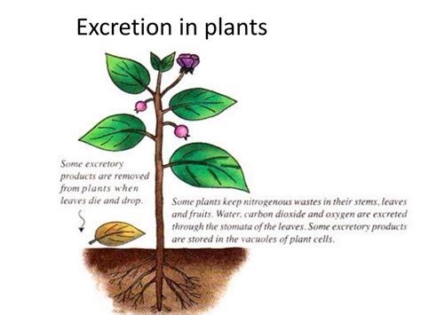 Excretion In Plants