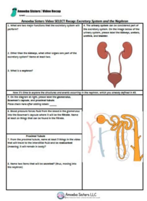 Excretory System 1 Answer Key