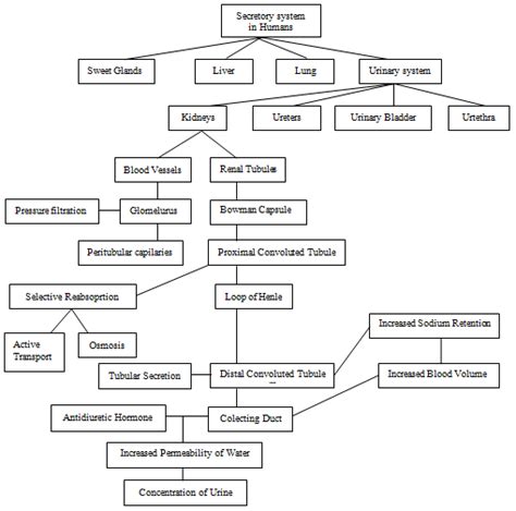 Excretory System Concept Map