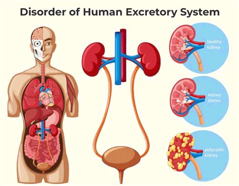 Excretory System Fall River Public Schools
