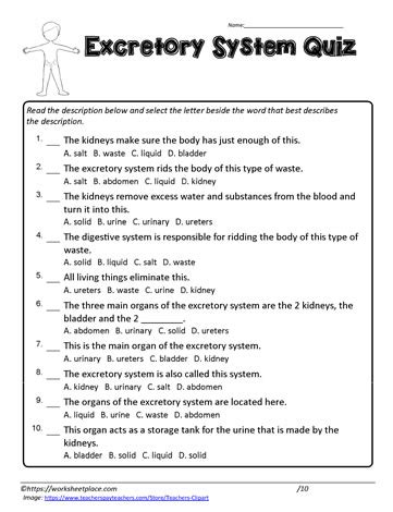 Excretory System Quiz