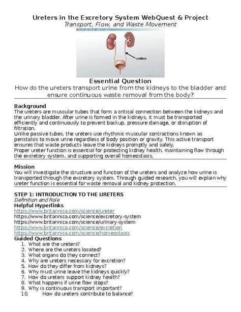 Excretory System Webquest
