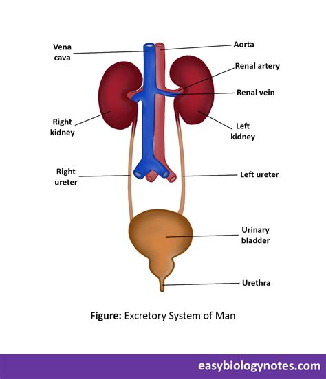 Excretory System With Labels