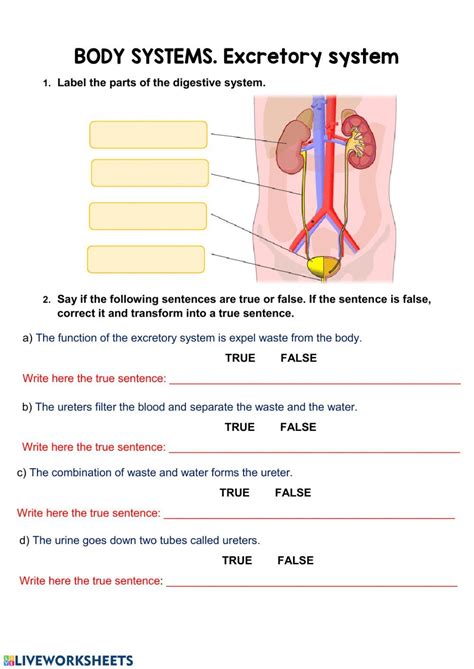 Excretory System Worksheet Wikieducator Urinary System Worksheet - Urinary System Worksheet