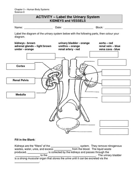 Excretory System Worksheets Grade 5 Free Download Etutorworld 5th Grade Organ Systems Worksheet - 5th Grade Organ Systems Worksheet
