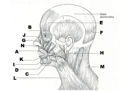 Exercise 15 Gross Anatomy Of The Muscular System
