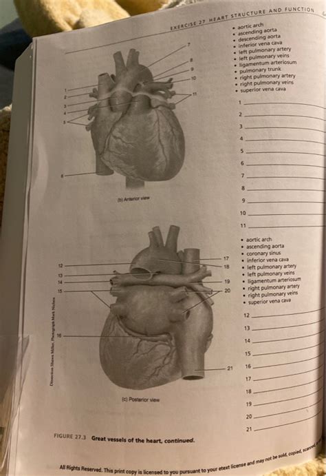 Exercise 27 Heart Structure And Function Answers