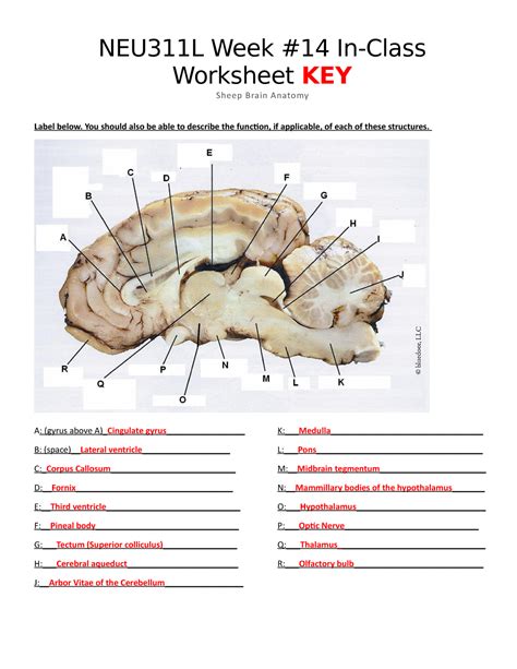 exercise 32 sheep brain dissection answers