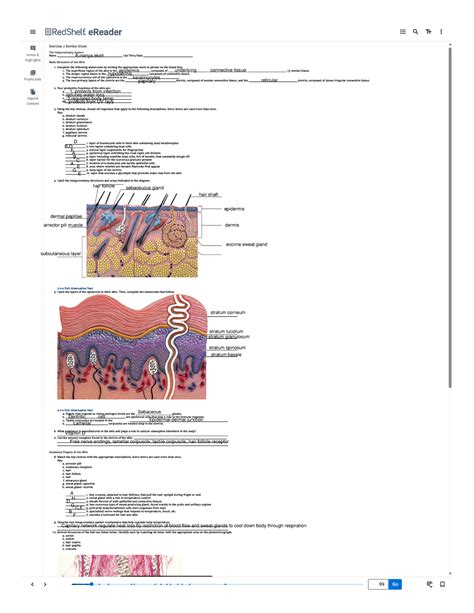 Exercise 7 Integumentary System Review Sheet