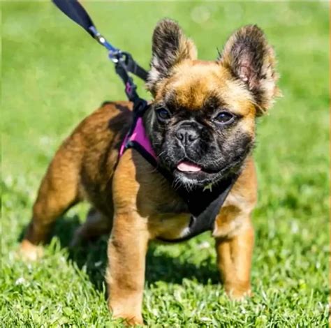 Exercise for French Bulldog Cross Yorkie