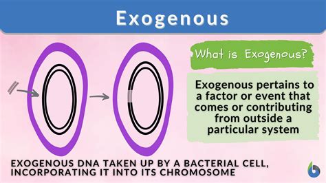 Exogenous Variable Example