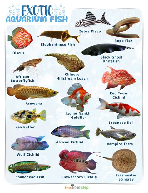 exotic fish examples