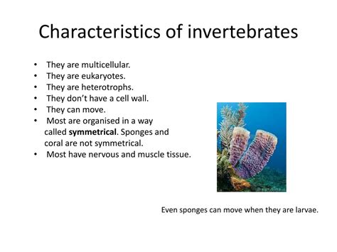 Experiment On Characteristics Of Invertebrates Essay Squid Anatomy Worksheet - Squid Anatomy Worksheet