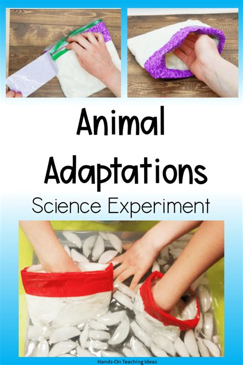 Experiment With Animal Behavior Science Projects Animals Science Experiments - Animals Science Experiments