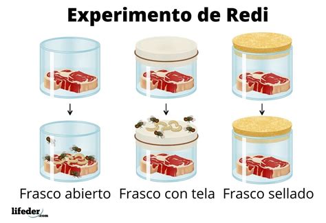 Experimento De Redi