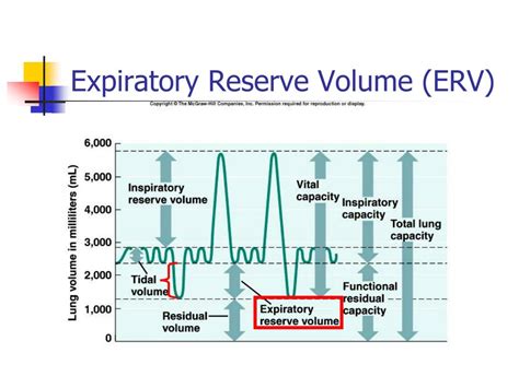 Expiratory Reserve Volume