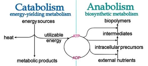 explain first pass metabolism definition biology quizlet