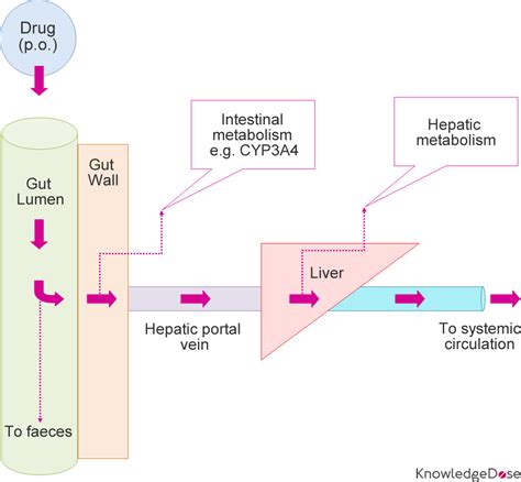 explain first pass metabolism diagram chart