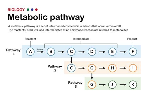 explain first pass metabolism process diagram chart