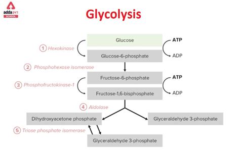 Explain Glycolysis Using Diagram