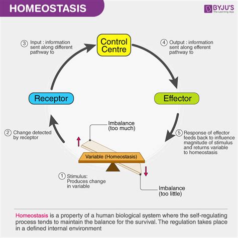 Explain Homeostasis
